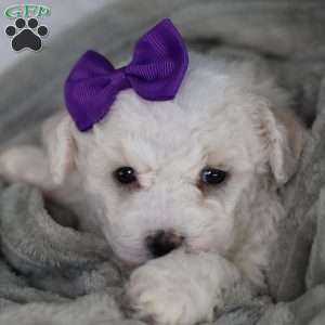 Bridget, Bichon Frise Puppy